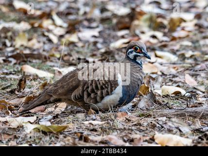 Un squatter Pigeon (Geophaps scripta) se nourrissant au sol. Australie. Banque D'Images