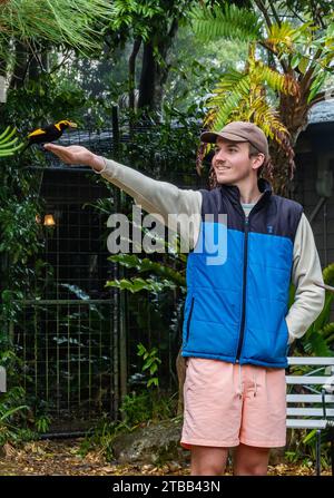 Un jeune homme nourrissant un bowerbird régent (Sericulus chrysocephalus) sur sa main. O'Reilly's Rainforest Retreat, Queensland, Australie. Banque D'Images