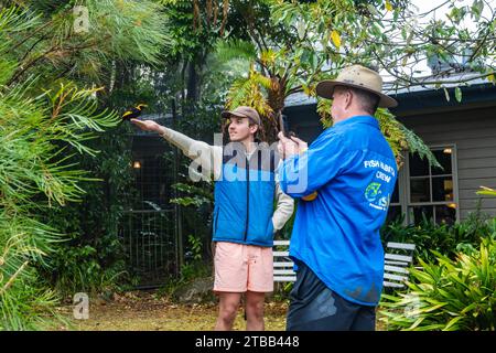 Un homme prend en photo un jeune homme nourrissant un Régent Bowerbird (Sericulus chrysocephalus) sur sa main. O'Reilly's Rainforest Retreat, Queensland, Australie. Banque D'Images