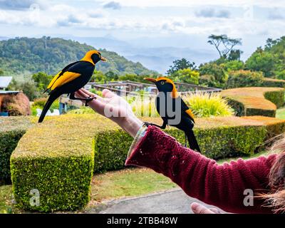 Un mâle Régent Bowerbird (Sericulus chrysocephalus) se nourrissant de la main d'une femme. O'Reilly's Rainforest Retreat, Queensland, Australie. Banque D'Images