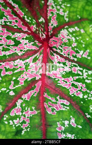 Gros plan d'une feuille de caladium rose et vert sur une plante tropicale dans un jardin Banque D'Images