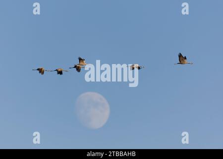 Grue commune Grus grus, troupeau volant avec lune en arrière-plan, Tolède, Espagne, novembre Banque D'Images