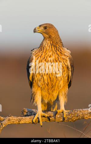 Aquila fasciata, aigle de Bonelli, adulte perché sur une branche, Tolède, Espagne, novembre Banque D'Images