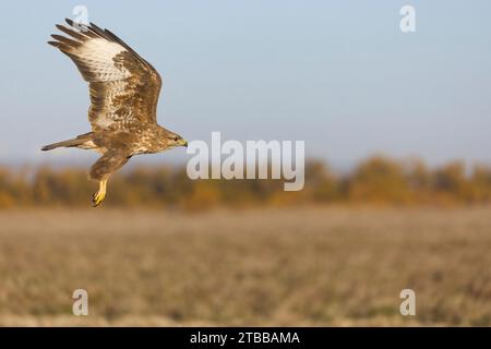 Buzzard commun Buteo buteo, vol adulte, Tolède, Espagne, novembre Banque D'Images