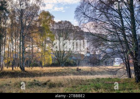 Betula pendula. Bouleaux argentés devant la distillerie Dalmunach en hiver. Carron, Moray, Écosse Banque D'Images