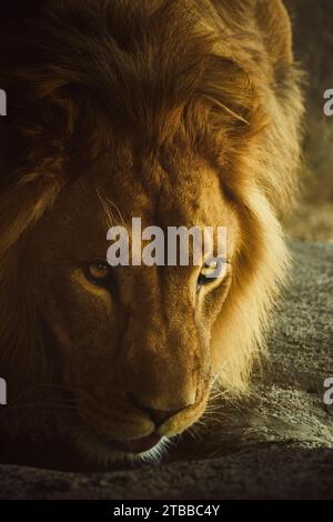 Lion au zoo de Wellington, Wellington, Nouvelle-Zélande Banque D'Images