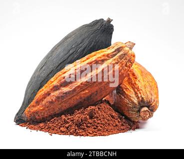 Fruits cacao ou cacao isolés sur fond blanc Banque D'Images