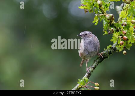 Dunnock [ Prunella modularis ] sur la branche d'aubépine avec des baies et hors de mise au point bokeh met en évidence en arrière-plan Banque D'Images