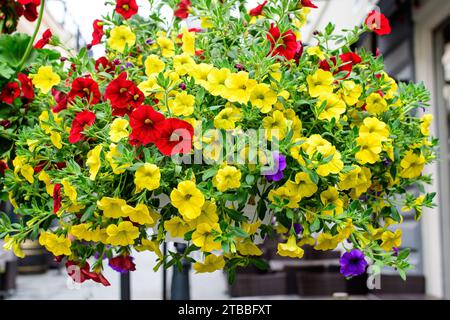 Vue latérale d'un grand groupe de fleurs jaune vif Petunia axillaris dans un pot sur l'herbe verte, dans un jardin dans un beau jour de printemps, belle flore extérieure Banque D'Images