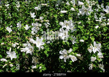 Beaucoup de fleurs blanches de plante d'hibiscus syriacus, communément appelée rose coréenne, rose de Sharon, ketmia syrienne, arbuste althea ou mauve rose, dans un jardin i Banque D'Images