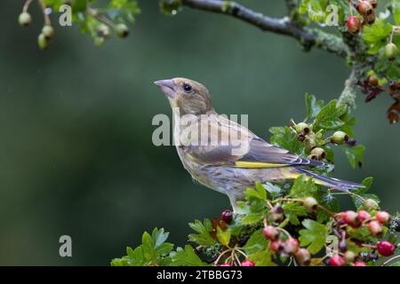 Green Finch européen [ Chloris chloris ] oiseau femelle sur la branche d'aubépine avec des baies Banque D'Images