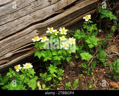 jolies fleurs sauvages de globe jaune à côté d'une bûche dans la région sauvage d'indian peaks, colorado Banque D'Images