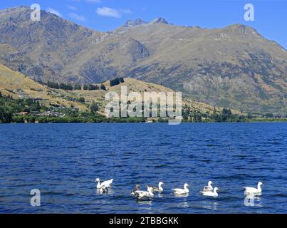 canards blancs de pékin nageant dans le lac hayes avec un fond de montagne pittoresque par une journée ensoleillée, près de queenstown sur l'île sud de la nouvelle-zélande Banque D'Images