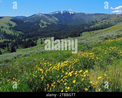 mount washburn depuis dunraven pass, avec un champ de tournesols et de fleurs sauvages violettes, dans le parc national de yellowstone au wyoming Banque D'Images