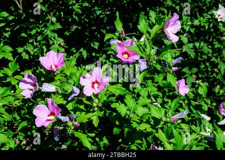 Fleurs roses magenta de l'hibiscus syriacus plante, communément connu sous le nom de rose coréenne, rose de Sharon, cétmia syrien, arbuste althea ou mouchelier rose, dans une garde Banque D'Images