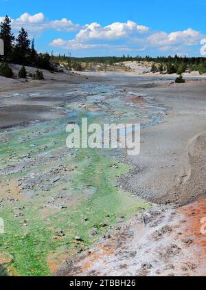 tapis microbien coloré dans le bassin de geyser norris par une journée ensoleillée dans le parc national de yellowstone au wyoming Banque D'Images