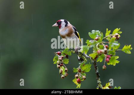 Finch européen [ Carduelis carduelis ] sur la branche d'aubépine couverte de baies Banque D'Images