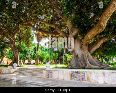 Figuiers dans les jardins de Jolanda sur la via Porta del Santissimo Salvatore près de la mer à Mazara del Vallo - Sicile, Italie Banque D'Images