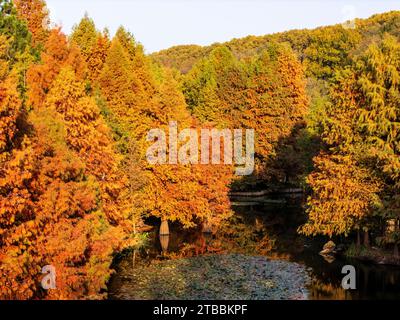 Nanjing, Chine. 06 décembre 2023. Une forêt de sapins colorés est exposée au lac Yanque dans le mausolée Ming Xiaoling à Nanjing, province du Jiangsu, Chine, le 21 novembre 2023. (Photo Costfoto/NurPhoto) crédit : NurPhoto SRL/Alamy Live News Banque D'Images