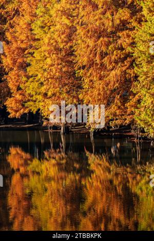 Nanjing, Chine. 06 décembre 2023. Une forêt de sapins colorés est exposée au lac Yanque dans le mausolée Ming Xiaoling à Nanjing, province du Jiangsu, Chine, le 21 novembre 2023. (Photo Costfoto/NurPhoto) crédit : NurPhoto SRL/Alamy Live News Banque D'Images