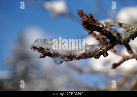 Bourgeons d'abricot avec de la glace en hiver Banque D'Images