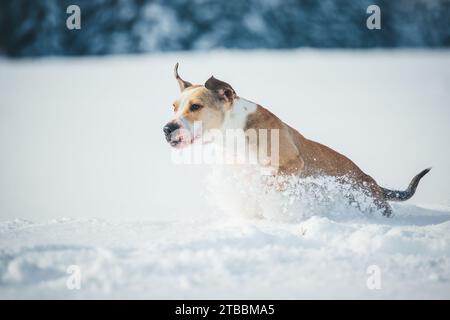 American Pit Bull Terrier dans la neige, Winter Wonderland Banque D'Images