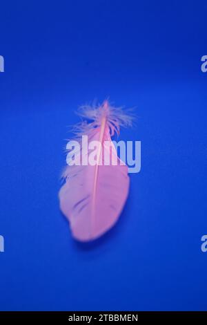 Plume de gros plan rose. Fond bleu Banque D'Images