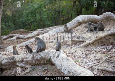 Groupe de singes reposant sur des racines Banque D'Images