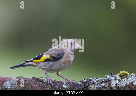 Finch européen [ Carduelis carduelis ] oiseau juvénile sur branche couverte de mousse et de lichen Banque D'Images