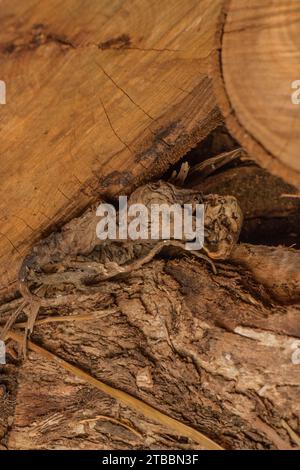 Rats morts momifiés avec des dents de Pointy désagréables dans le bûcheron Banque D'Images