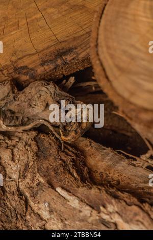 Rats morts momifiés avec des dents de Pointy désagréables dans le bûcheron Banque D'Images