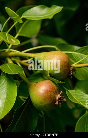 Poires se développant sur l'arbre au printemps Banque D'Images