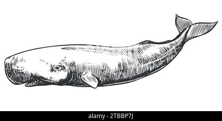 Baleine peinte à la main graphique isolée sur fond blanc. Illustration vectorielle. Le cachalot Illustration de Vecteur