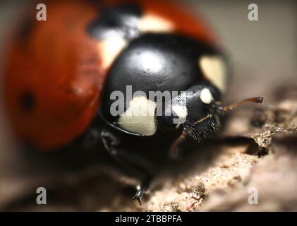 Tête de coccinelle gros plan Banque D'Images