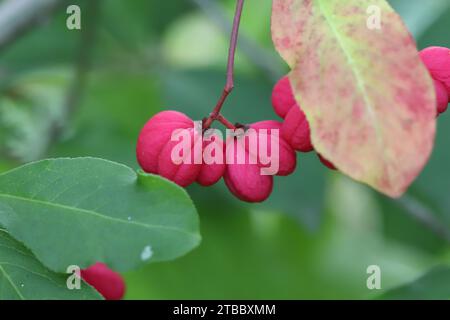 Gros plan de belles capsules roses fruits d'un arbuste à fuseau entre le feuillage décoloré vert et automnal Banque D'Images