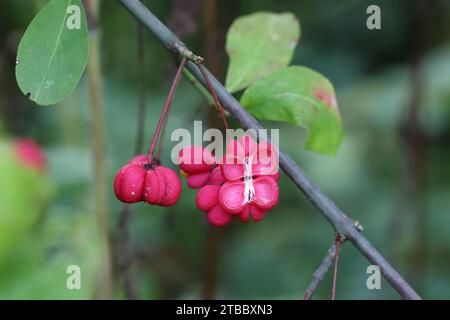 Gros plan de jolies capsules roses fruits d'un arbuste à fuseau suspendu à une brindille mince, fond naturel flou, vue de côté Banque D'Images