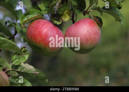 Gros plan de deux belles pommes rouges mûres encore suspendues dans l'arbre, espace de copie Banque D'Images