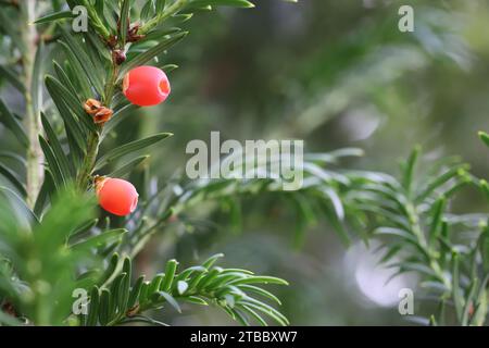 Vue rapprochée de deux beaux fruits de l'if rouge entre les feuilles vert foncé, espace de copie, fond flou Banque D'Images