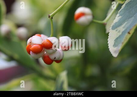 Gros plan de l'ornement sphérique de fruits blanc-orange accrocheur d'un buisson Euonymus fortunei 'Emerald'n Gord' sur un fond flou naturel Banque D'Images