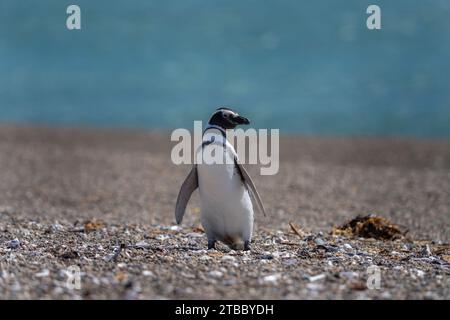 Manchot magellanique sur la plage de la péninsule de Valdés. Colonie de pingouins en Argentine. Oiseaux noirs et blancs sur la plage. Banque D'Images