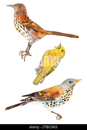 Trois oiseaux à l'aquarelle dessinés à la main Banque D'Images