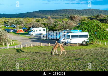 Deux jeunes mâles kangourous gris de l'est jouant sur l'herbe avec aire de stationnement et campeurs en arrière-plan, parc national de Yuraygir, Nouvelle-Galles du Sud Australie Banque D'Images