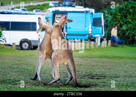 Deux jeunes mâles kangourous gris de l'est jouant sur l'herbe avec aire de stationnement et campeurs en arrière-plan, parc national de Yuraygir, Nouvelle-Galles du Sud Australie Banque D'Images