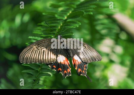 Belle femelle Papilio polytes (mormon commun) reposant sur la feuille. Jardin tropical de papillons de Konya. Turquie Banque D'Images