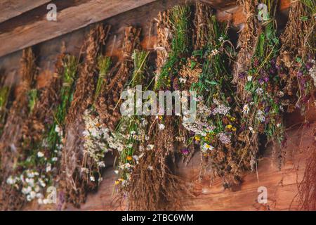 Bouquets d'herbes médicinales à sécher. Mise au point sélective. Nature. Banque D'Images