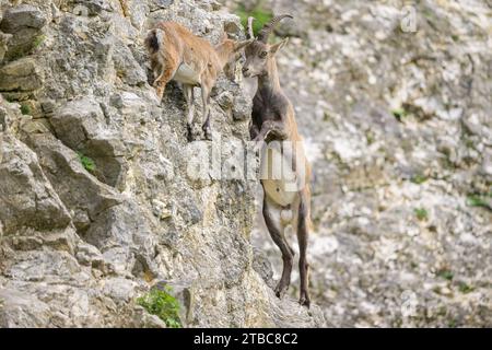 Deux jeunes ibexes alpins se battant sur un front de roche, jour nuageux dans un zoo autrichien Banque D'Images