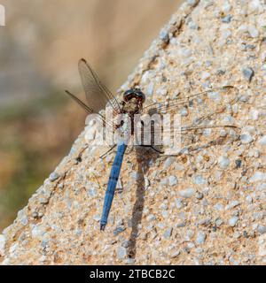 Orthetrum chrysostigma, Epaulet Skimmer avec espace de copie et un fond nature en mode carré Banque D'Images