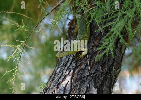 Lézard vert des Balkans Lacerta trilineata bedriaga assis sur un arbre Banque D'Images