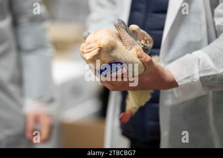 Cette photographie montre un employé qui travaille avec de la volaille de Bresse au pavillon volatile du marché International de Rungis, banlieue sud de Paris, le 6 décembre 2023. Le marché International de Rungis (Marche International de Rungis) est le principal marché de Paris, principalement pour les produits alimentaires et horticoles, situé sur la commune de Rungis, dans la banlieue sud. C'est le deuxième plus grand marché alimentaire en gros dans le monde après Central de Abasto, situé dans la ville de Mexico. Depuis ses origines au 10e siècle jusqu'au milieu du 20e siècle, le marché central de Paris était situé au centre de la ville Banque D'Images