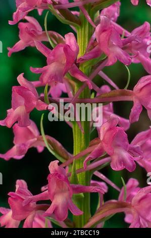 Orchidée parfumée (Gymnadenia conopsea), Orchidaceae. Orchidée européenne sauvage. plante rare. Italie, Toscane, Banque D'Images